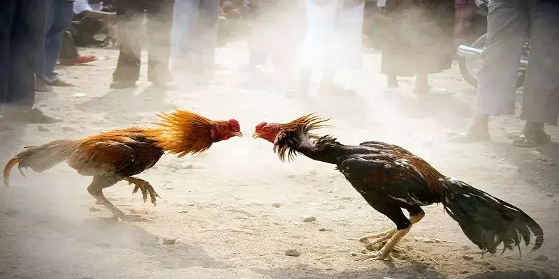 Đá Gà Cựa Sắt: Bí Mật Kịch Tính Sau Những Trận Đấu Đỉnh Cao