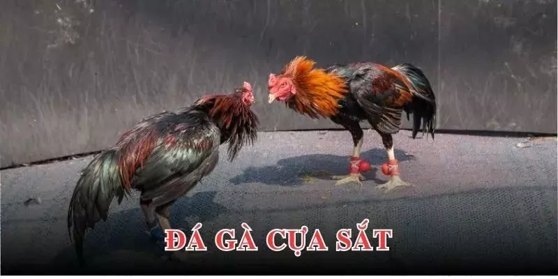 Đá Gà Cựa Sắt: Bí Mật Kịch Tính Sau Những Trận Đấu Đỉnh Cao