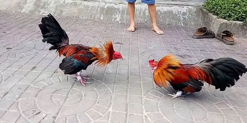 Đá Gà Cựa Sắt: Bí Mật Kịch Tính Sau Những Trận Đấu Đỉnh Cao