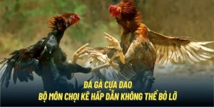 Đá gà cựa dao