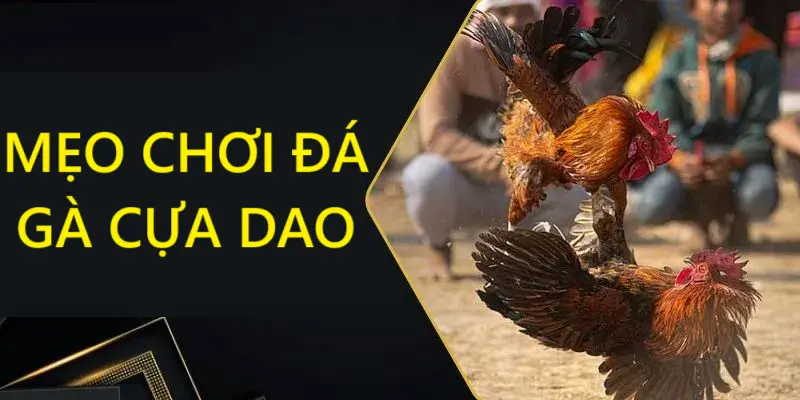 Đá Gà Cựa Dao 789P