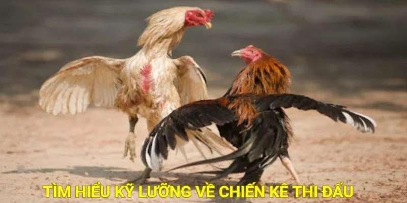 game đá gà online 789P 